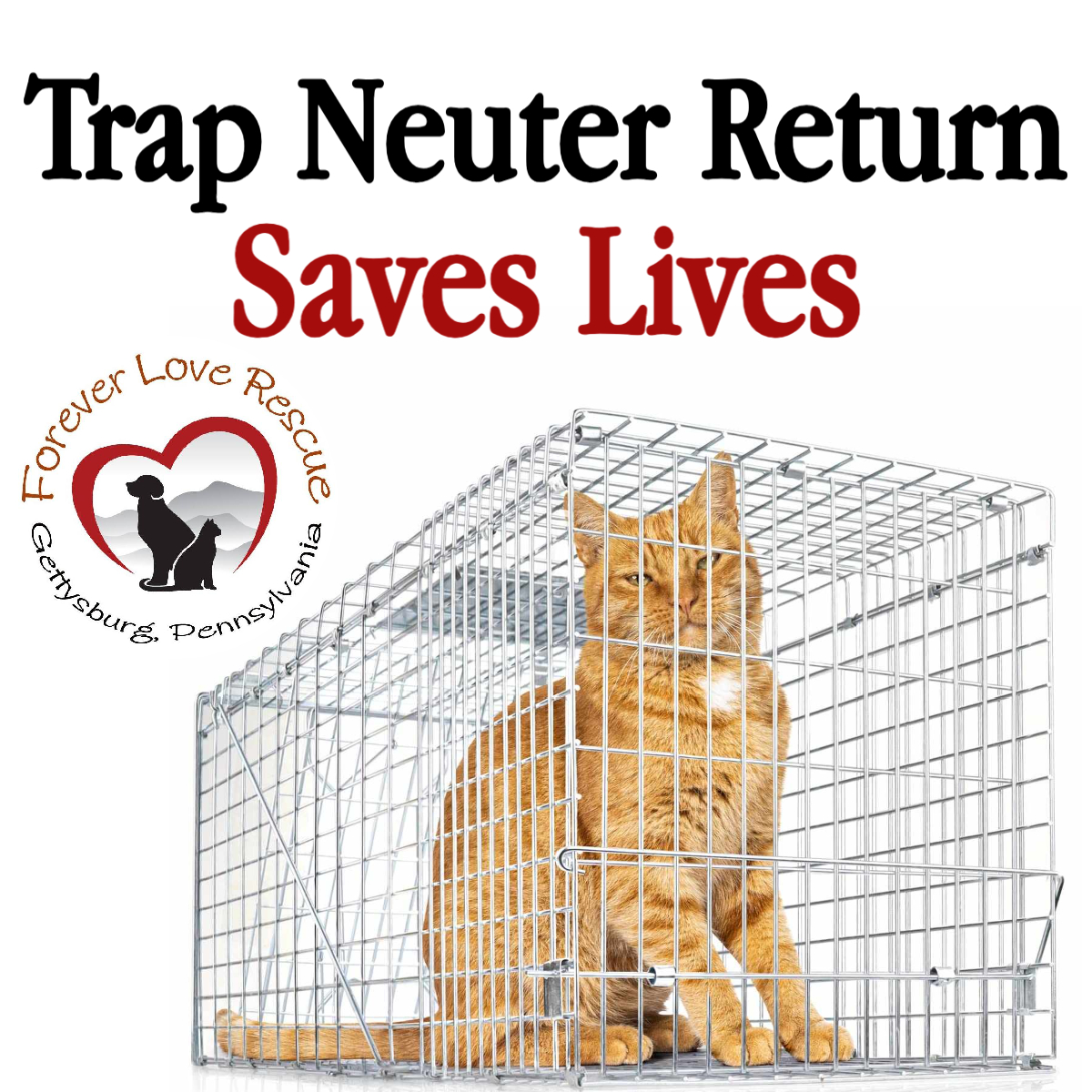 Trap, Neuter, & Return