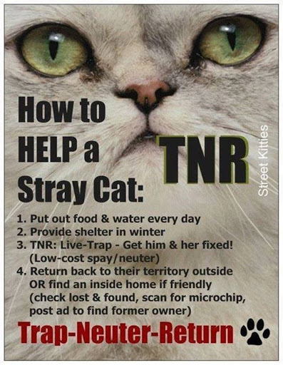 How To Trap Feral Cats - TNR - #FeralCatDay  There's millions of feral cats  in the United States and the best way to control their numbers and help  stop the cycle