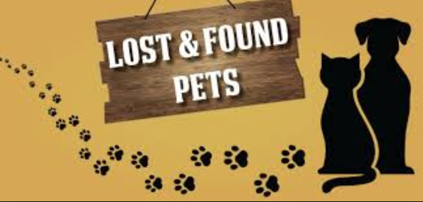 If You Have Found a Stray Cat or Dog - Forever Love Rescue Inc